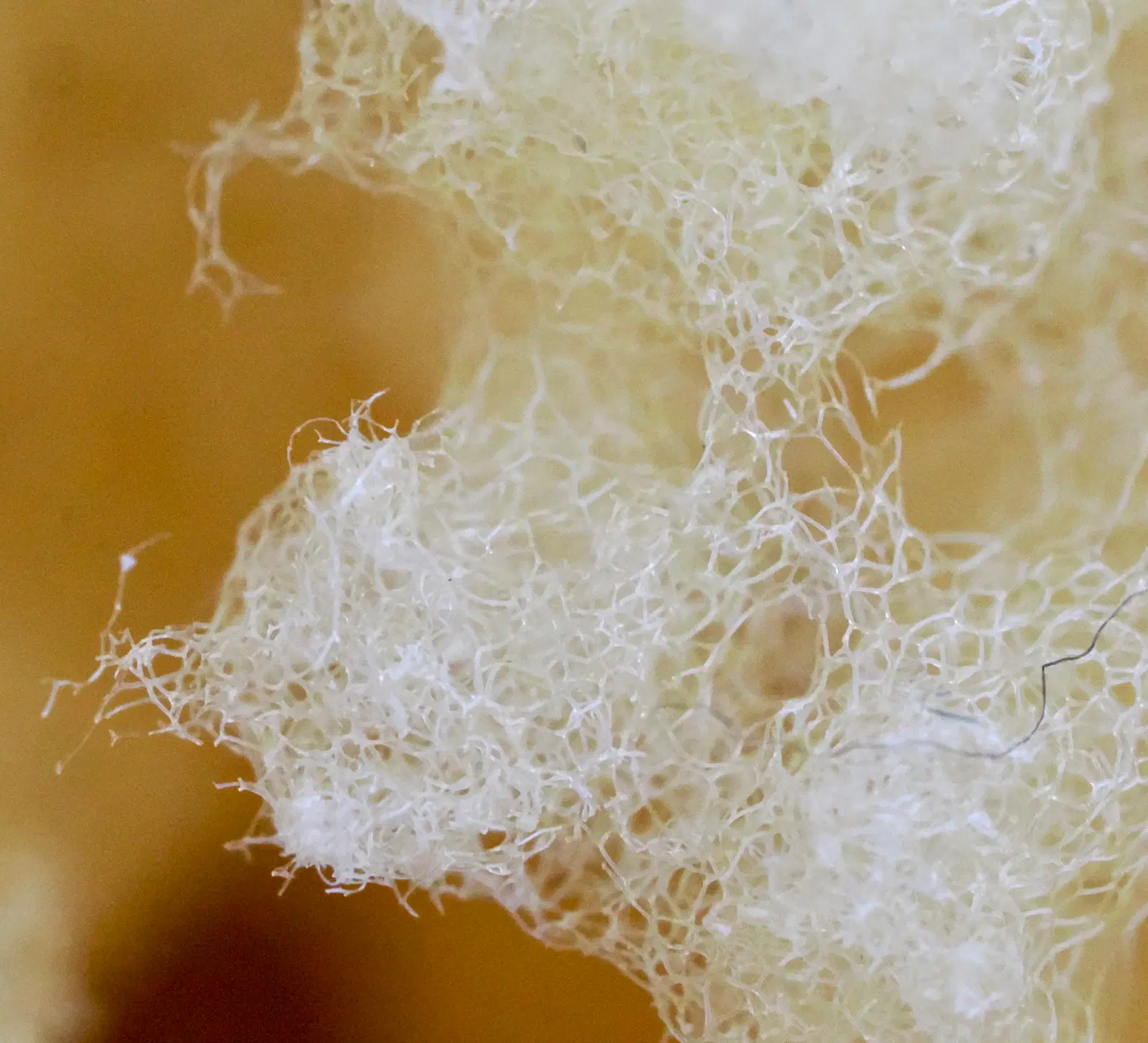 Close-up of cream-colored loofah fibers, a coarse texture that physically exfoliates skin